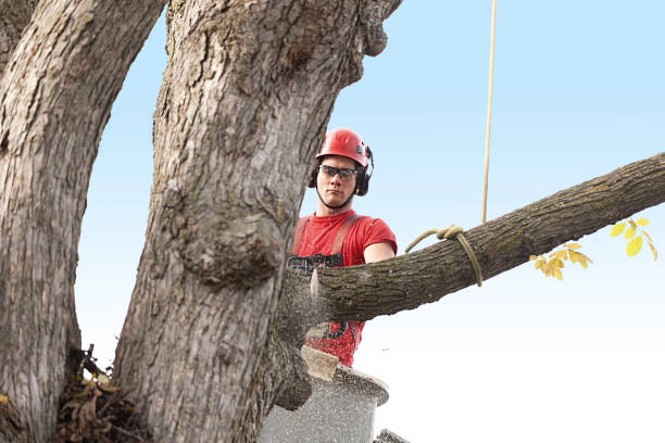 Best Commercial Tree Services  in Moa, UT